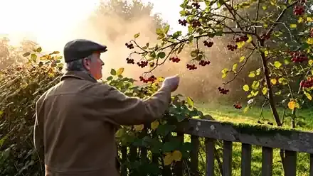A man in his late sixties at a back fence overgrown with blackberry canes, lifting a branch of an old hawthorn heavy with red berries