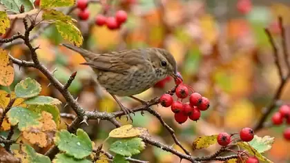A small brown bird pecking at red hawthorn berries on a branch in an autumn hedge