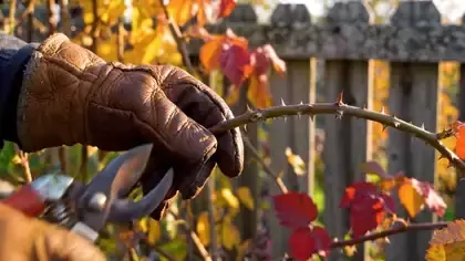 Gloved hands cutting back a blackberry cane with pruning shears along a wooden fence